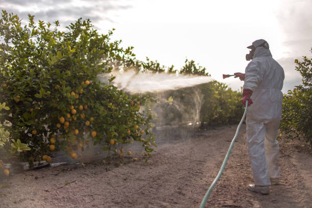 Best Insect Control  in Lawton, OK