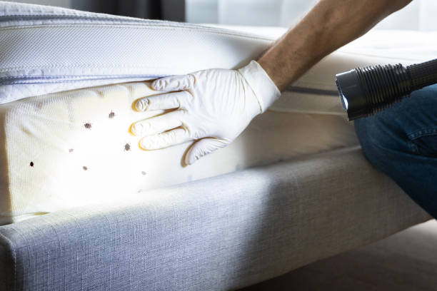 Best Pest Removal Services  in Lawton, OK