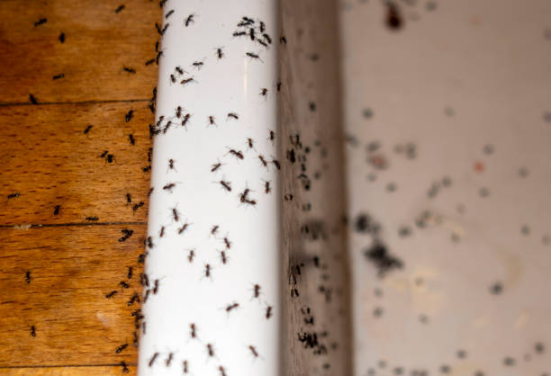 Pest Prevention Services in Lawton, OK