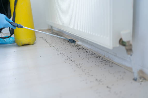 Best Bed Bug Extermination  in Lawton, OK